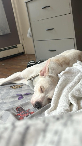 Rat Terrier – puppy for sale