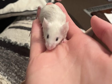 Mouse – 4x female baby fancy mice – Consett