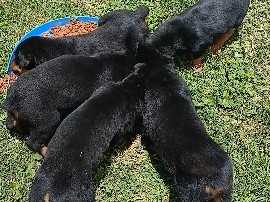 Rottweiler – Rottweiler puppies – Elgin