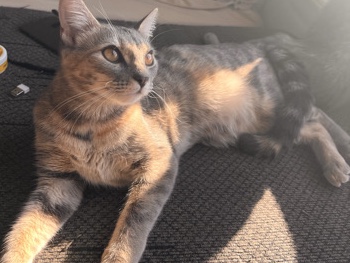 looking for a loving home that can accommodate my energy – Strasburg