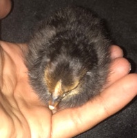 Chick