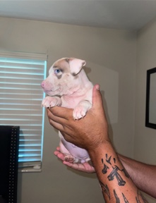 American Pit Bull Terrier – American Merle pitbull