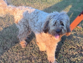 Labradoodle – need gone asap – Arlington