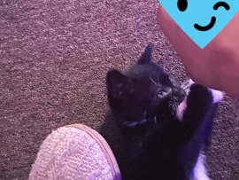 Selling a cat