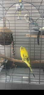 2 Parakeets , Cage, and Playset 