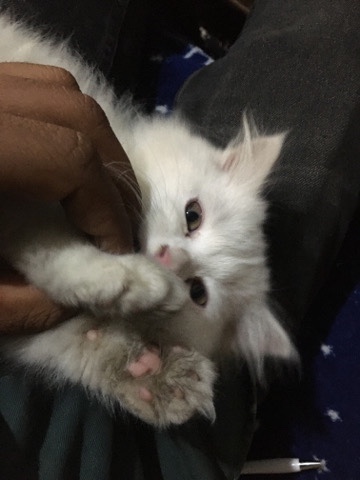 Persian (Modern) – persian cat