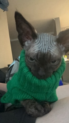 Sphynx – sphynx kitten