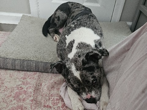 American Pit Bull Terrier – Blue Merle Pitbull (KiD) Free – Chester
