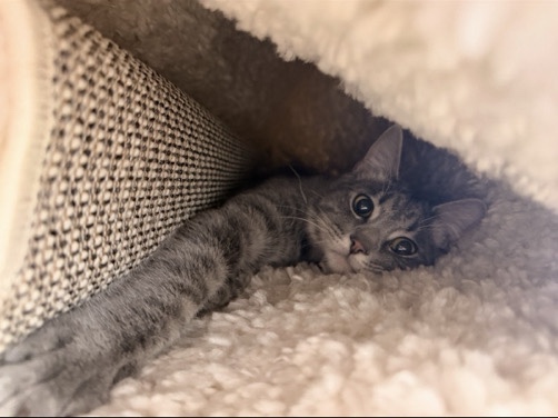 American Shorthair – sweet shy gray tabby needs a loving home – North Ogden