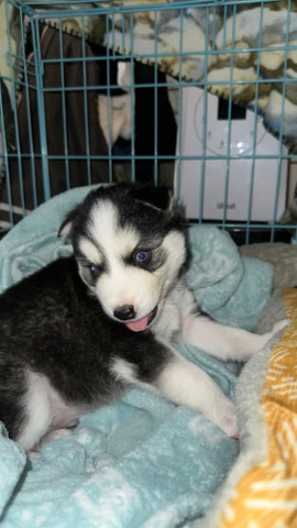 Husky