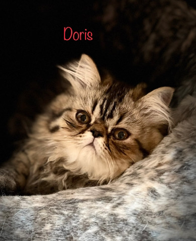 Persian (Traditional) – gccf Persians ready to leave now