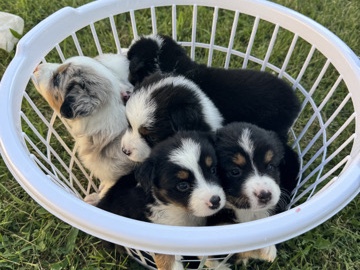 Miniature Australian Shepherd – Minature Australian Shepherd – New Carlisle