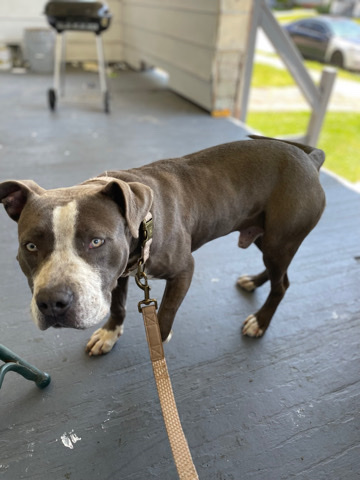 Pitbull for sale