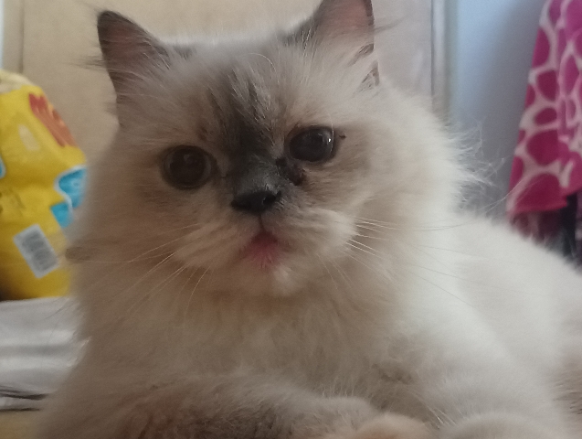 Himalayan cat 