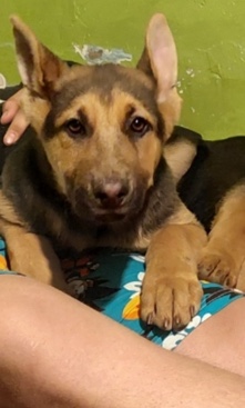 Old German Shepherd Dog – German Shepherd      I only accept cash 💰‼️‼️‼️‼️