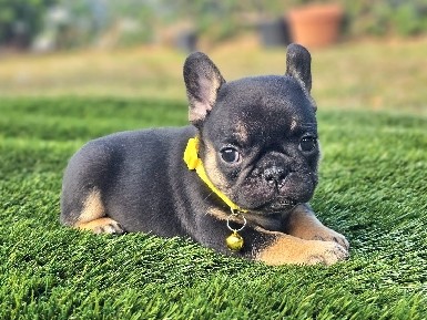 French Bulldog – Kahlua French bulldog puppy – Homestead