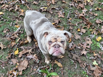 Lilac Tri-Merle English Bulldog for Rehoming