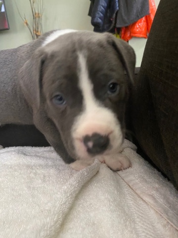 American Pit Bull Terrier – Blue Nose Pitbull