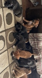 pit bull puppies need homes