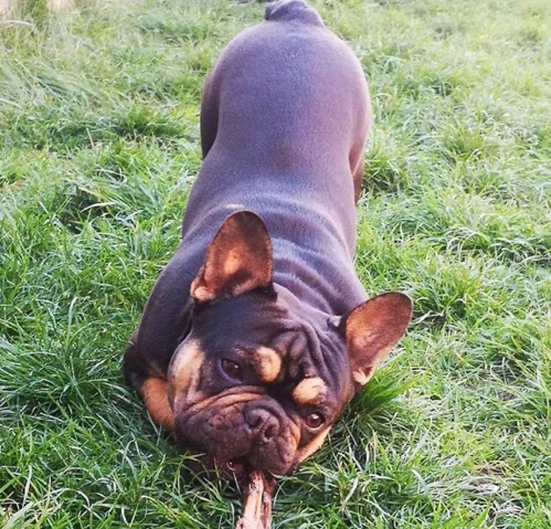 French Bulldog – French bulldog for sale