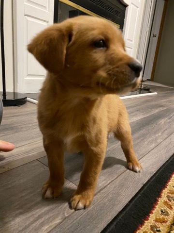 Golden Retriever – Caramello
