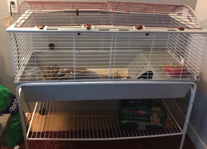 Rex – Two Rabbits For Sell