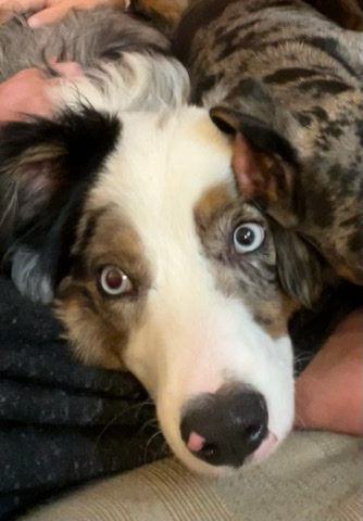Miniature Australian Shepherd – mini Australian shepherd