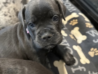 Mixed Breed – Loving Mixed breed puppies – Winston-Salem