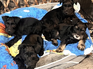 Miniature Schnauzer – 4 miniature schnauzers for sale!! – Gaithersburg