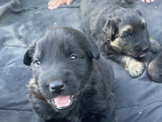 German Shepherd – 2 German Sheppard puppy girls – Tracy