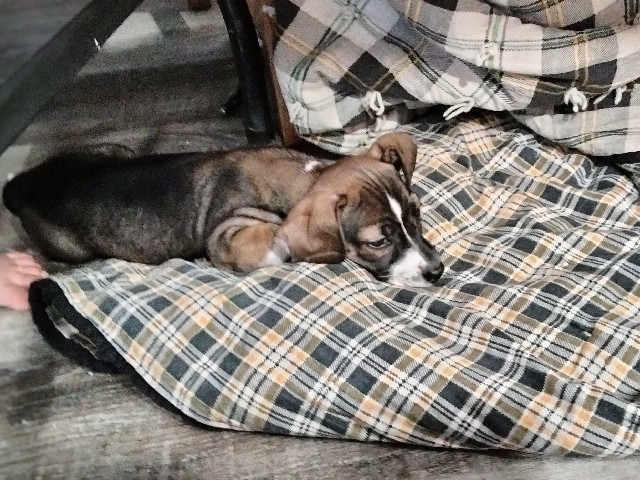 Chihuahua – Needs to find a good home