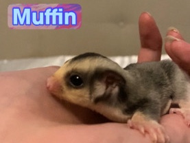 squirrel – SOLD - “Muffin” Male Sugar Glider Joey