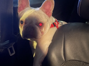 French Bulldog – Female Frenchie – The Bronx