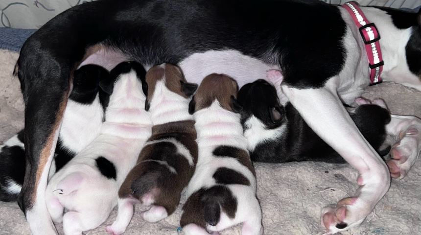 Rat Terrier – Rat Terrier Pups Available