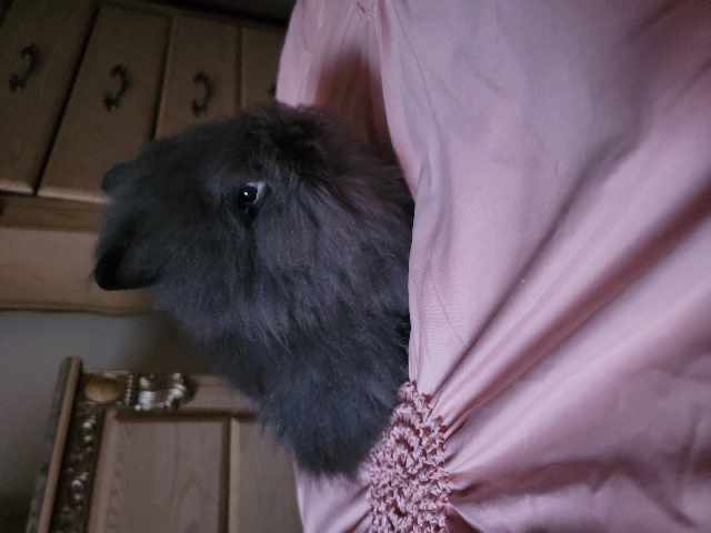 Lionhead – male rabbit