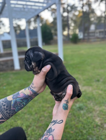 Bulldog – English Bulldogs