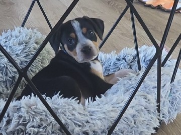 Puppy – Santa Clara