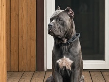 Cane Corso – cane corso – Arcadia