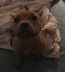 American Bulldog – American Bully~RUBY
