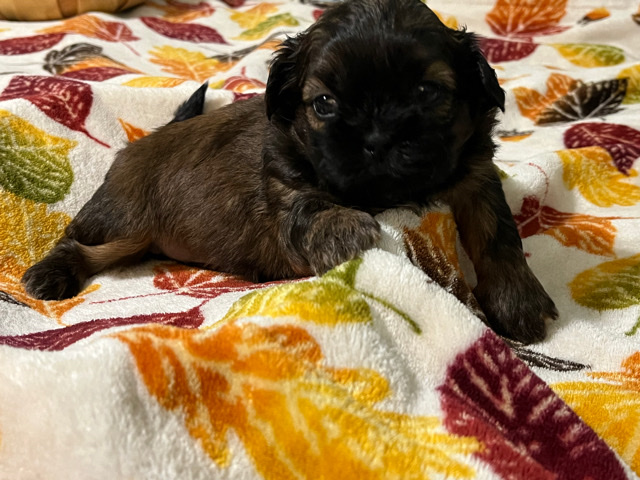 Shih Tzu – Shih Tzu girl puppy 2