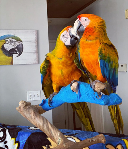 Hyacinth Macaw – Macaws and parrots for sale