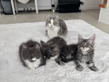 Maine Coon – 3 Maine coon kitten – Dortmund