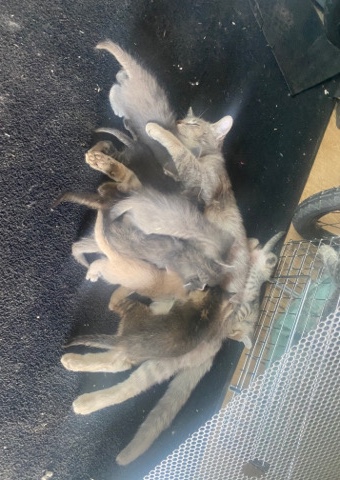 Selling Cat and Kittens