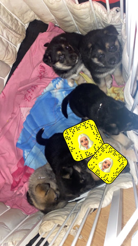 3 siberian husky & German shepherd puppies