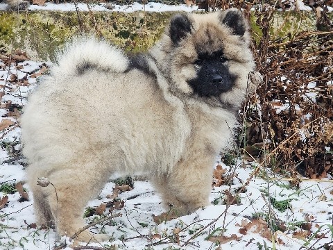 Keeshond – Keeshond-Welpen – Nysa