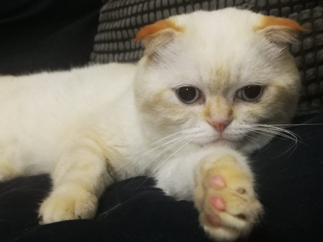 Scottish Fold – Friendly cat