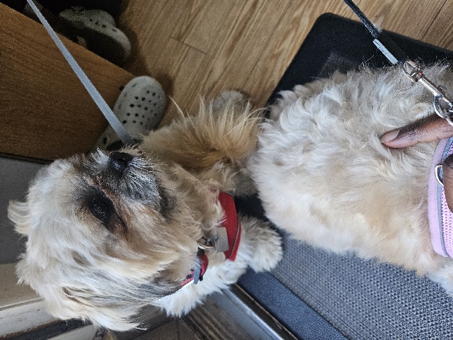 Shih Tzu – Shih Tzu for sale