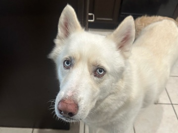 Siberian Husky – Friendly Siberian Husky Available in Goodyear – Goodyear
