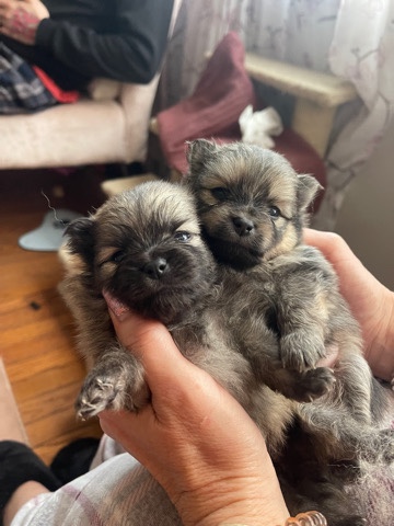 Pomeranian – The Wolf pack