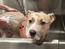 American Pit Bull Terrier – Rehoming – Phoenix